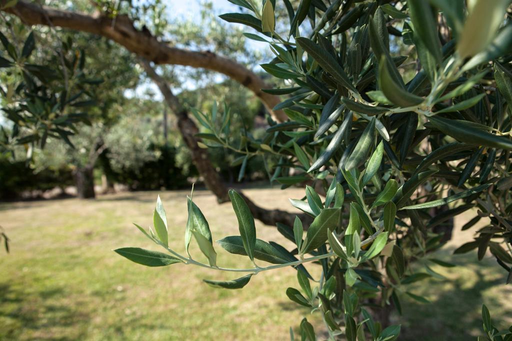 Agriturismo La Molara Sessa Aurunca Exterior photo